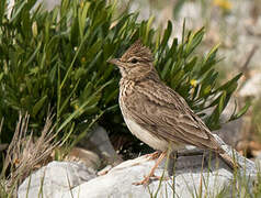 Thekla's Lark