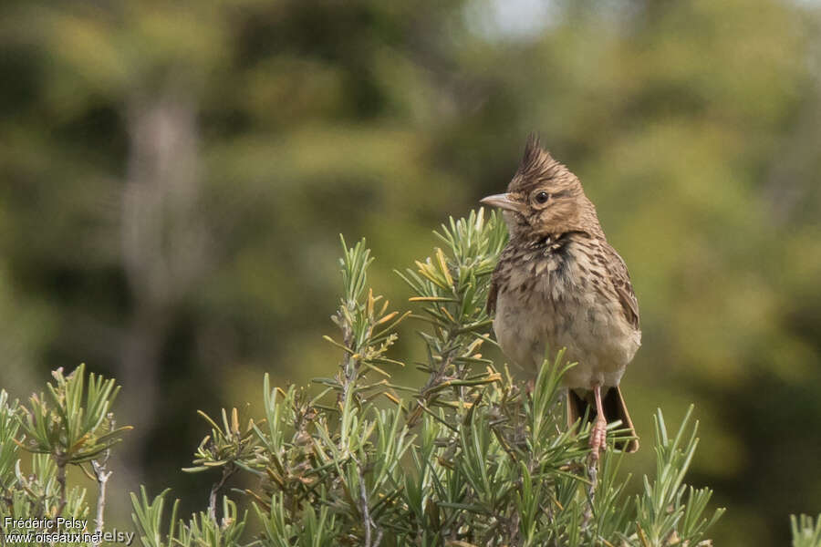 Thekla's Larkadult, close-up portrait