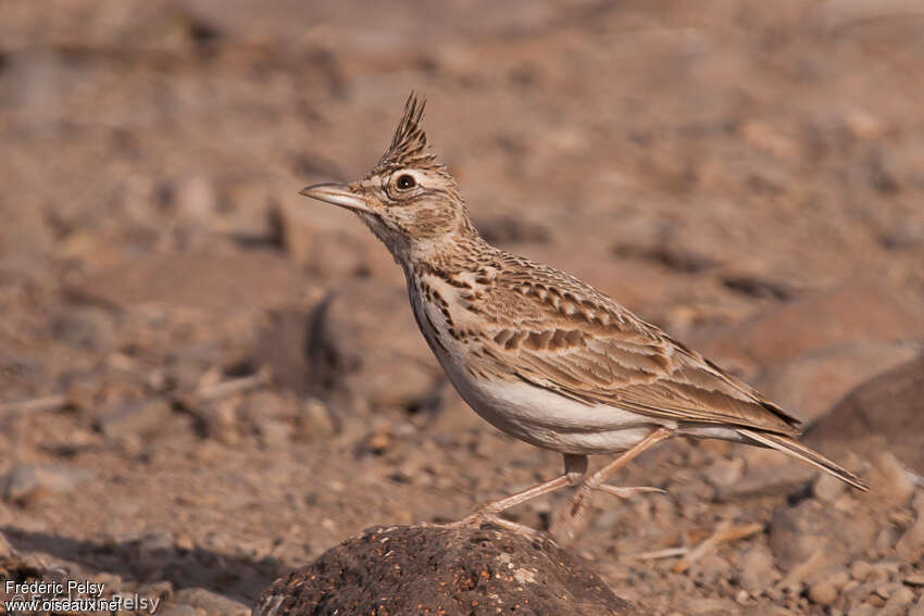 Crested Larkadult, identification