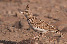 Crested Lark