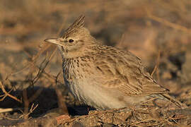 Crested Lark