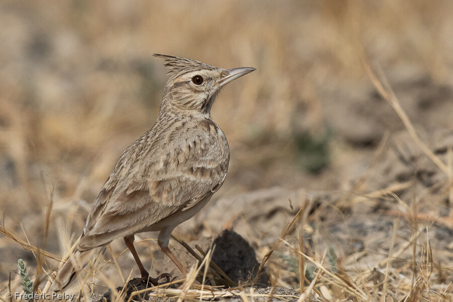 Crested Lark