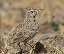 Crested Lark