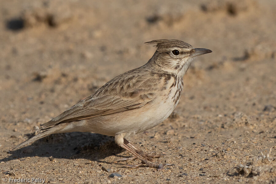 Cochevis huppé