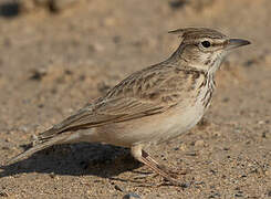 Crested Lark