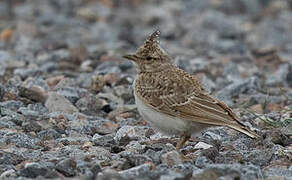 Crested Lark