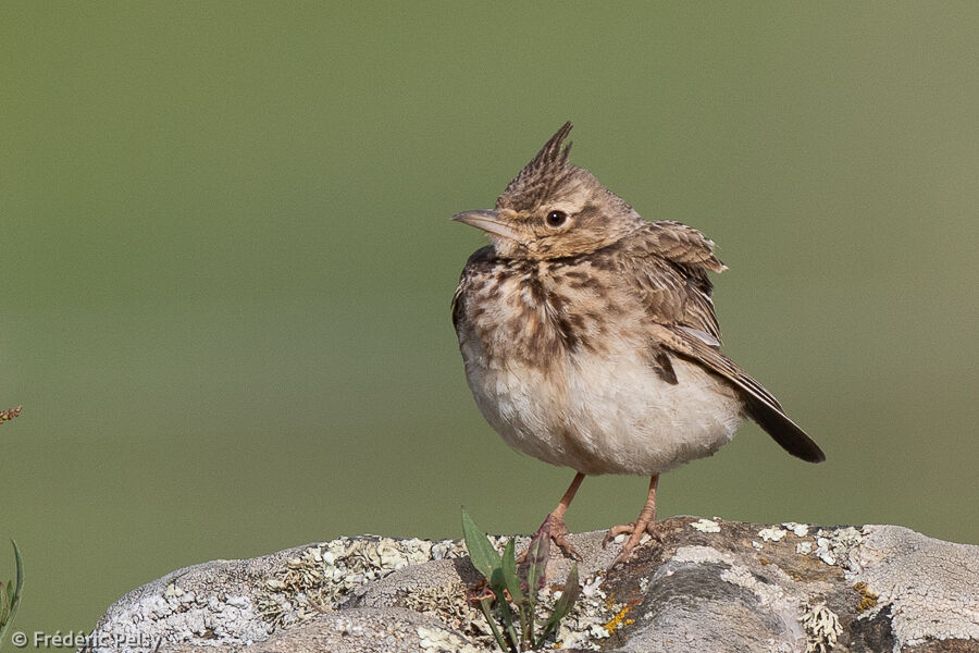 Cochevis huppé