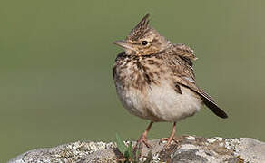 Crested Lark