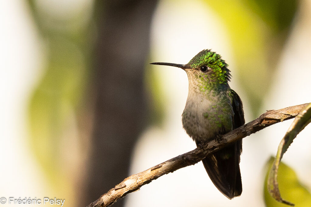 Violet-capped Hummingbird female