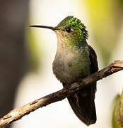 Violet-capped Hummingbird