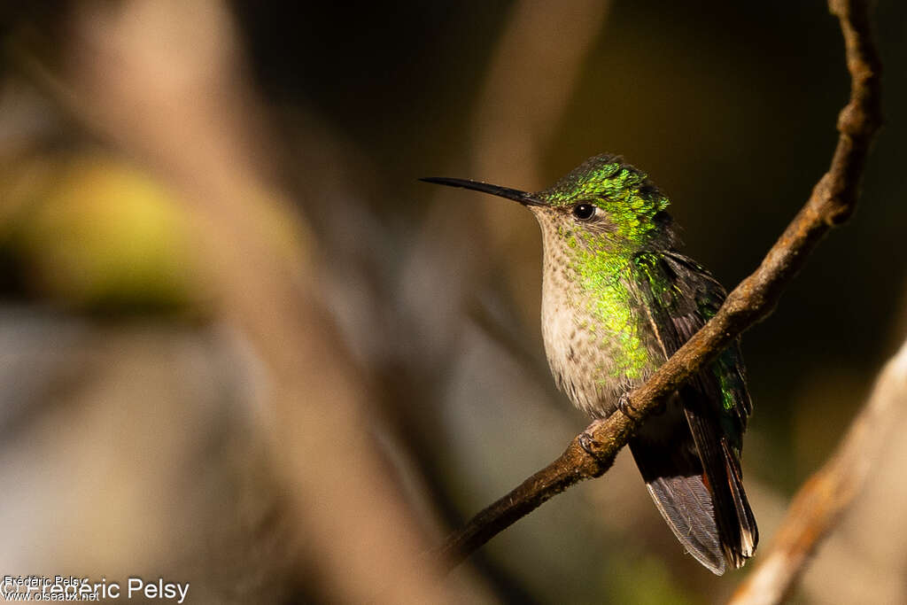 Colibri à calotte violette femelle