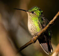 Violet-capped Hummingbird