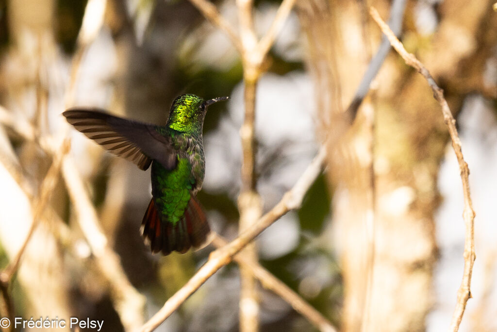 Colibri à calotte violette, Vol