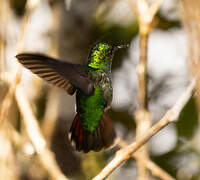 Violet-capped Hummingbird