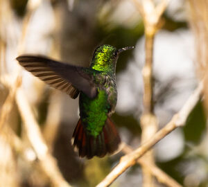 Colibri à calotte violette