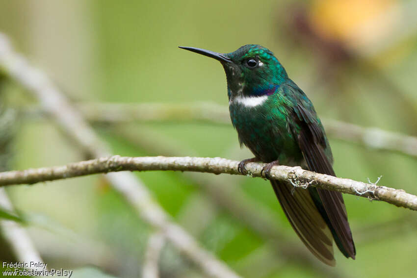 White-throated Daggerbill male adult, identification