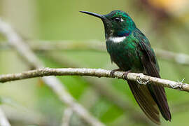 White-throated Daggerbill