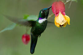 White-throated Daggerbill