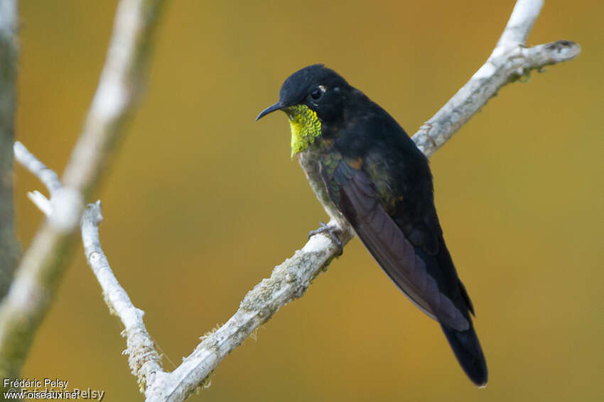 Colibri à dos noir mâle adulte