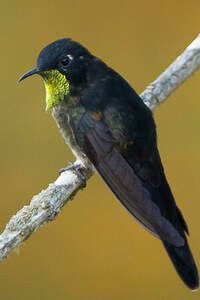 Colibri à dos noir