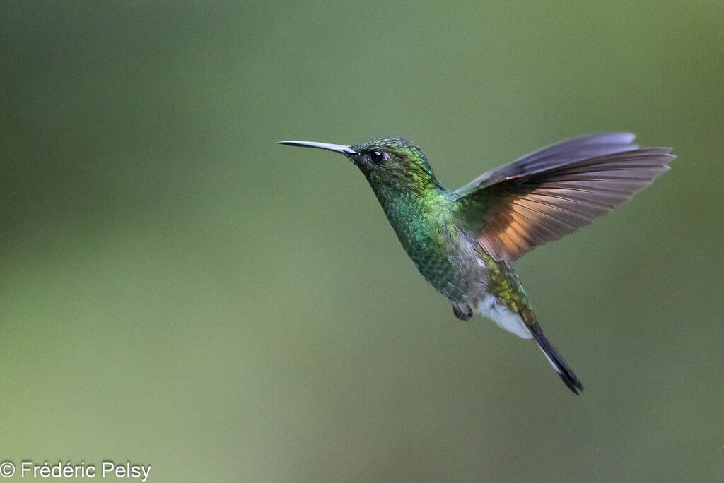 Stripe-tailed Hummingbird male, Flight