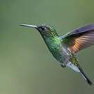 Colibri à épaulettes