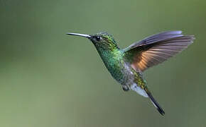 Stripe-tailed Hummingbird