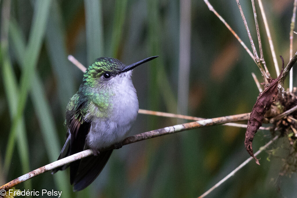 Stripe-tailed Hummingbird female