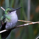 Colibri à épaulettes