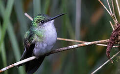 Colibri à épaulettes