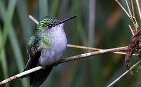 Stripe-tailed Hummingbird