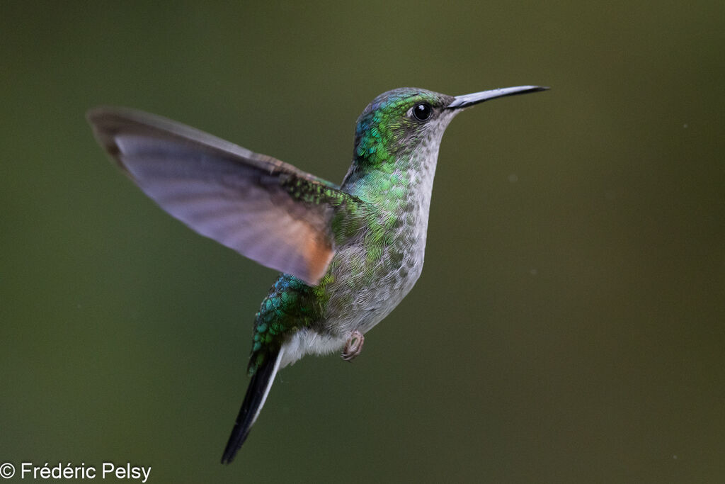 Stripe-tailed Hummingbird female, Flight