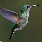 Colibri à épaulettes