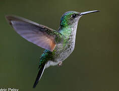 Stripe-tailed Hummingbird