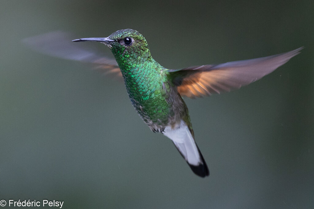 Stripe-tailed Hummingbird male, Flight