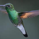 Colibri à épaulettes