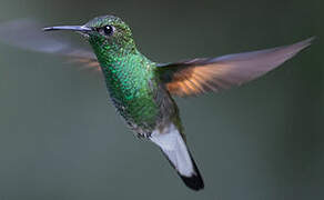 Stripe-tailed Hummingbird