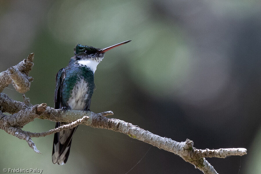 Colibri à gorge blanche