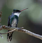 Colibri à gorge blanche