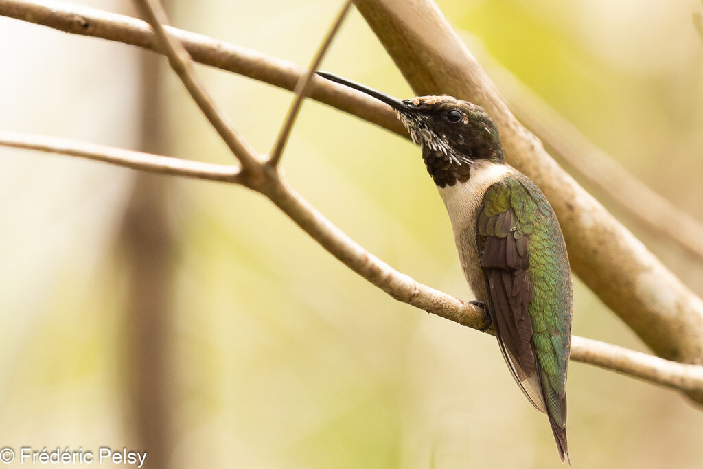 Ruby-throated Hummingbird