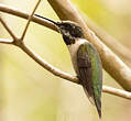 Colibri à gorge rubis