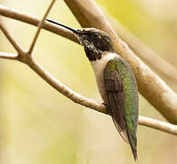 Ruby-throated Hummingbird