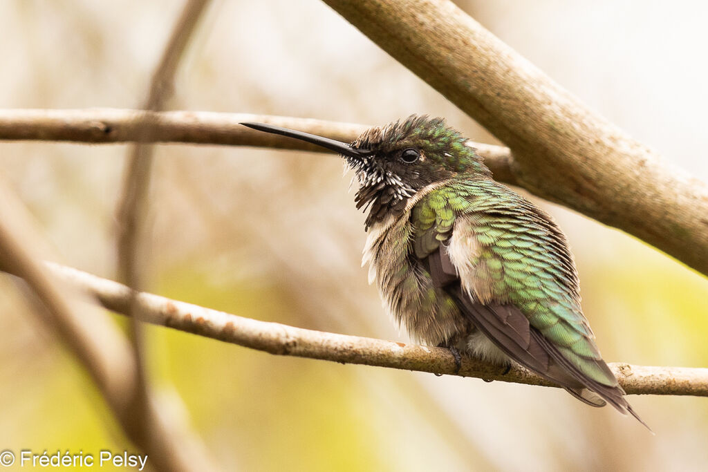 Ruby-throated Hummingbird