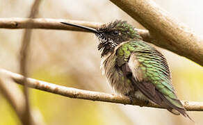 Ruby-throated Hummingbird