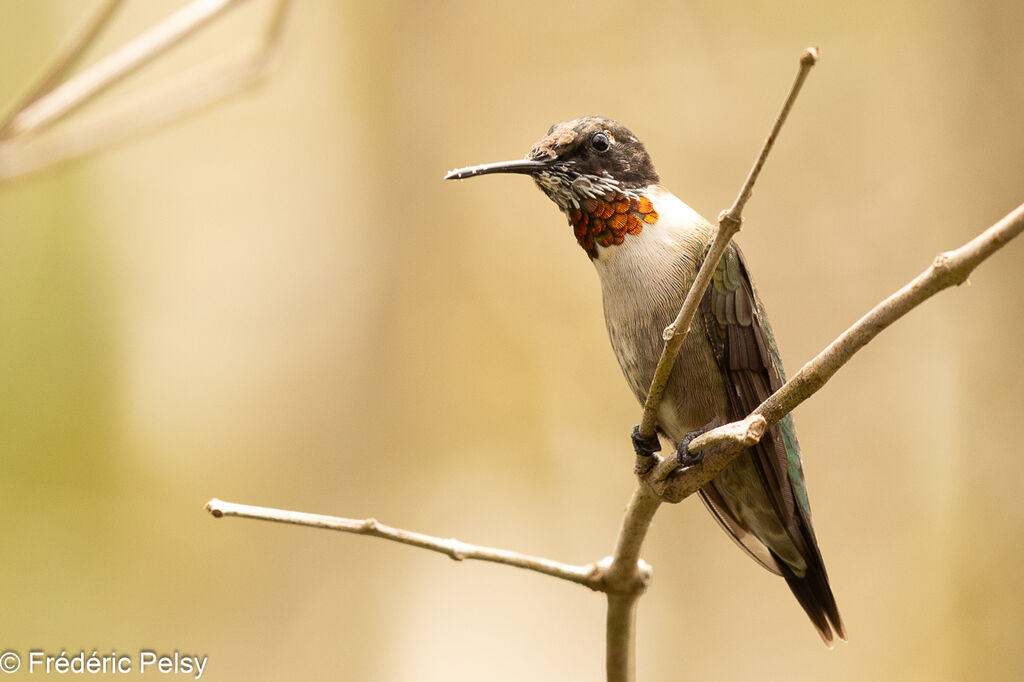 Ruby-throated Hummingbird