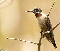 Ruby-throated Hummingbird