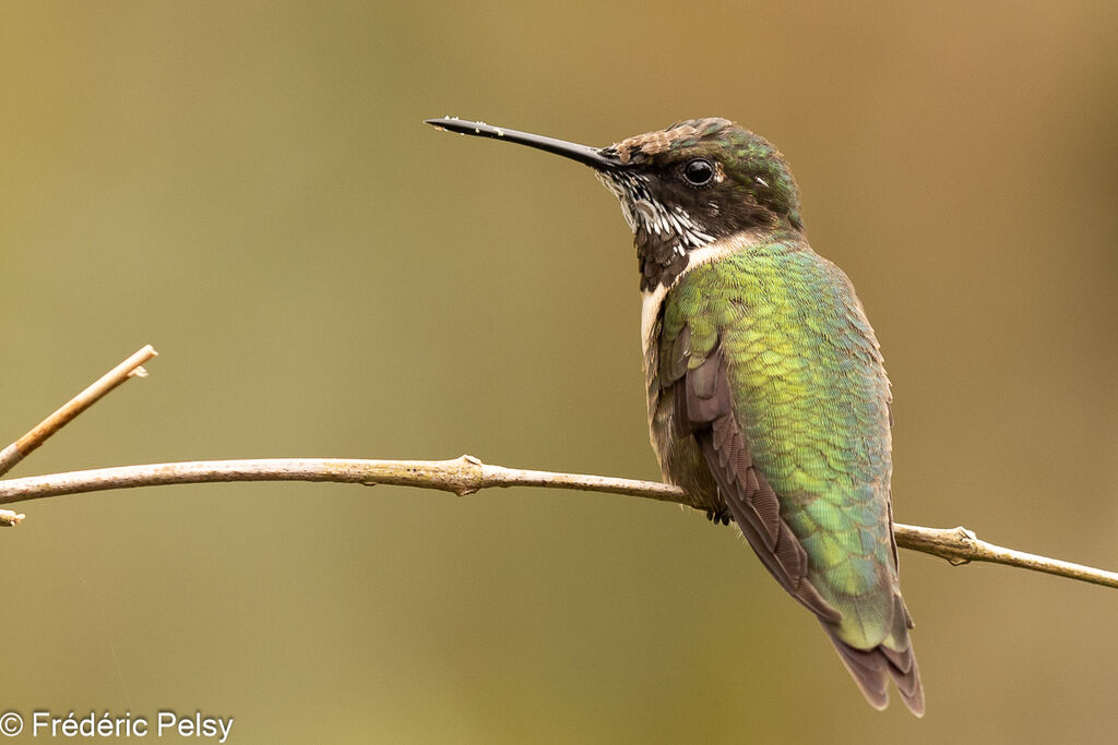 Ruby-throated Hummingbird