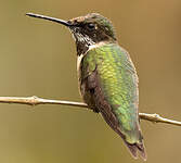 Colibri à gorge rubis