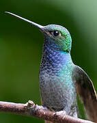 Colibri à queue blanche