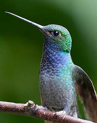 Colibri à queue blanche